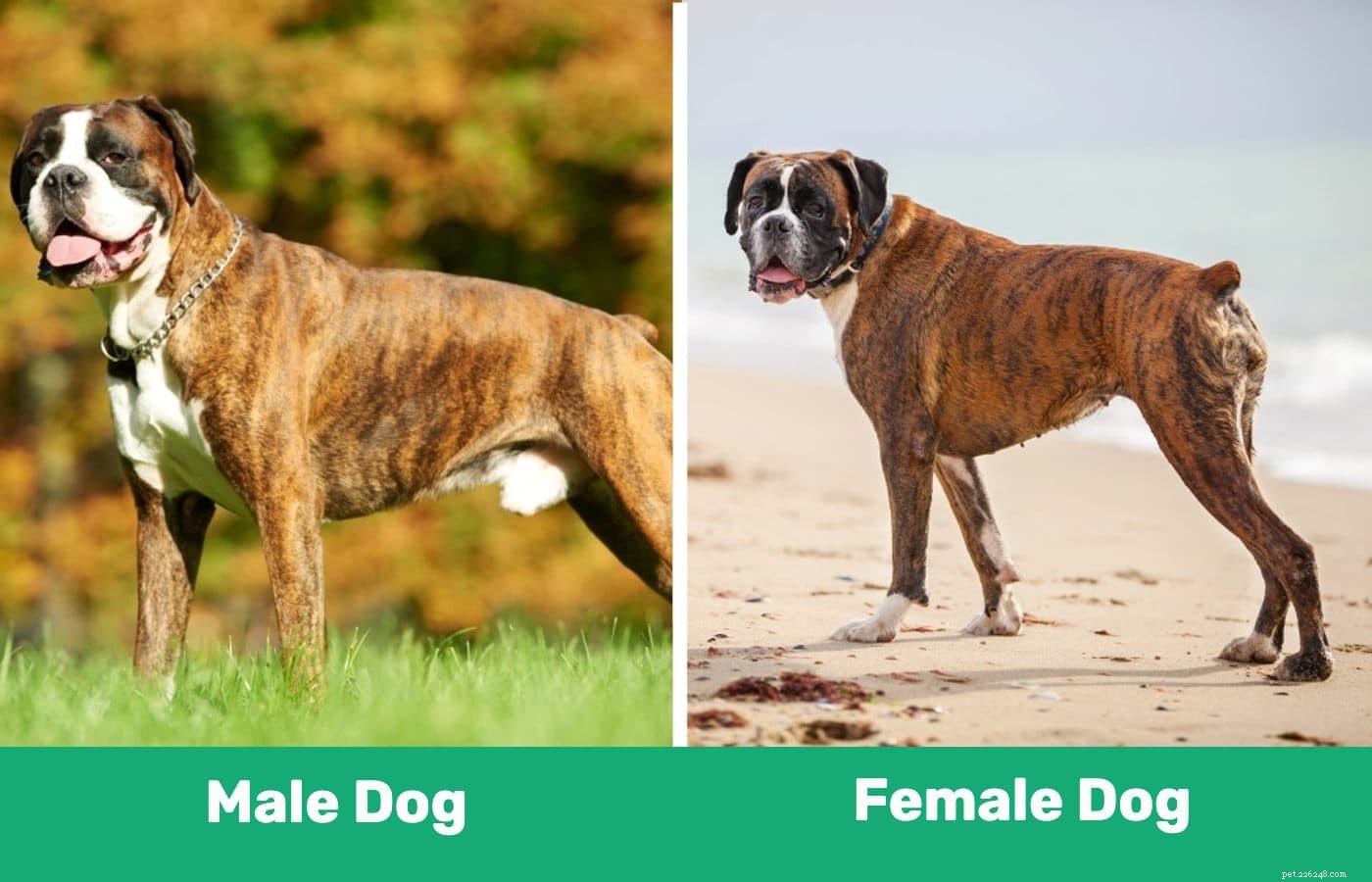 수컷 개 대 암컷 개:차이점은 무엇입니까?