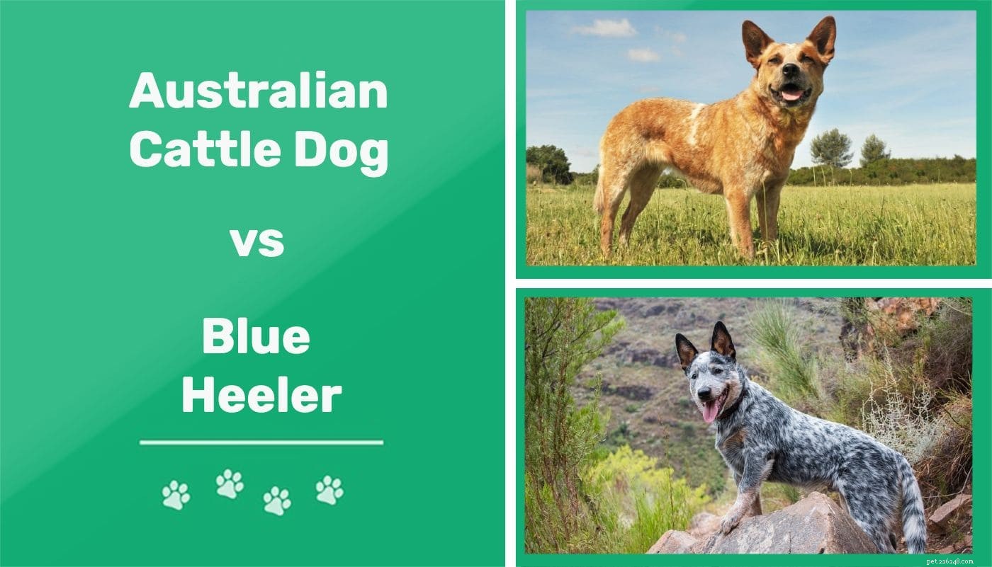 Cão de gado australiano vs Blue Heeler:Quais são as diferenças? (Com fotos)