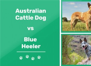 Cão de gado australiano vs Blue Heeler:Quais são as diferenças? (Com fotos)