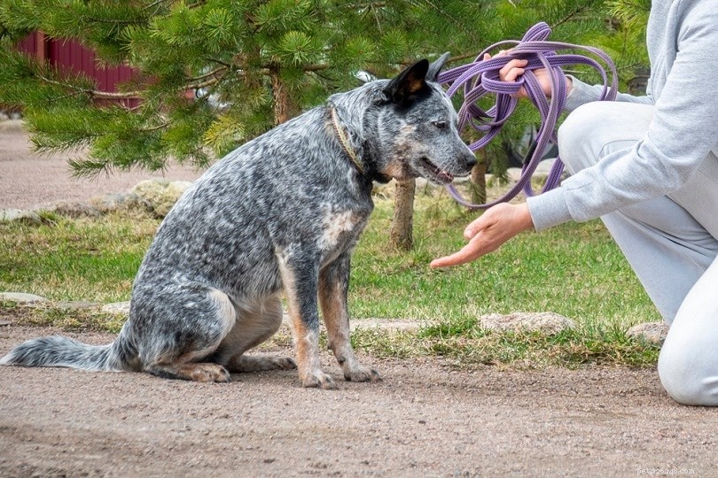 Cão de gado australiano vs Blue Heeler:Quais são as diferenças? (Com fotos)