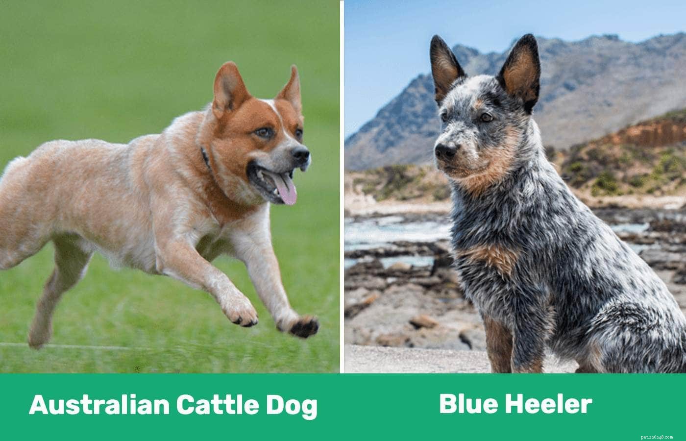 Australian Cattle Dog vs Blue Heeler:wat zijn de verschillen? (Met afbeeldingen)