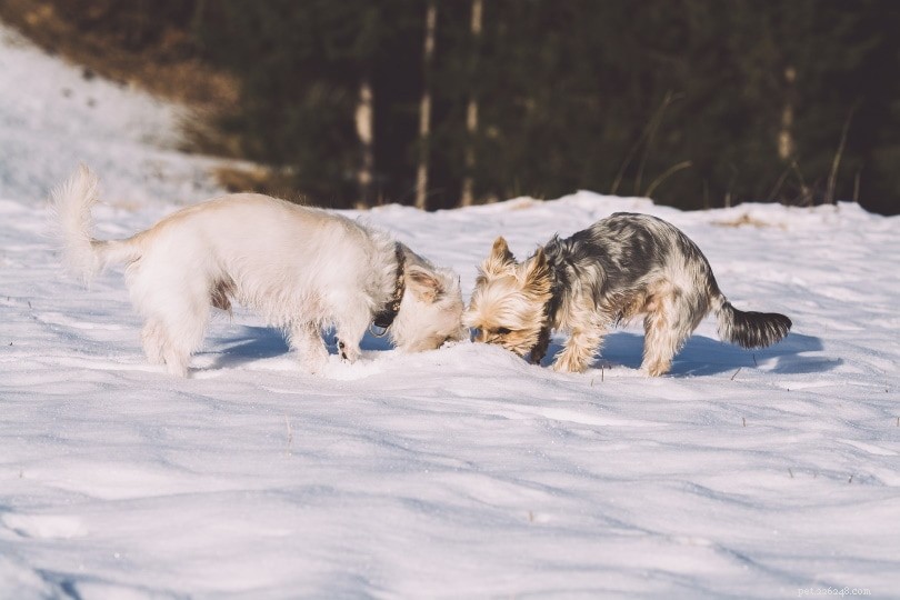 Por que os cães cheiram bundas? 6 razões para este comportamento