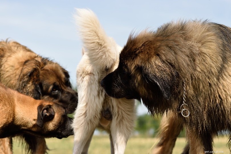 Proč psi očichávají zadky? 6 důvodů pro toto chování