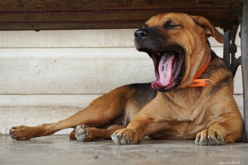 Pourquoi les chiens bâillent-ils ? Voici pourquoi !
