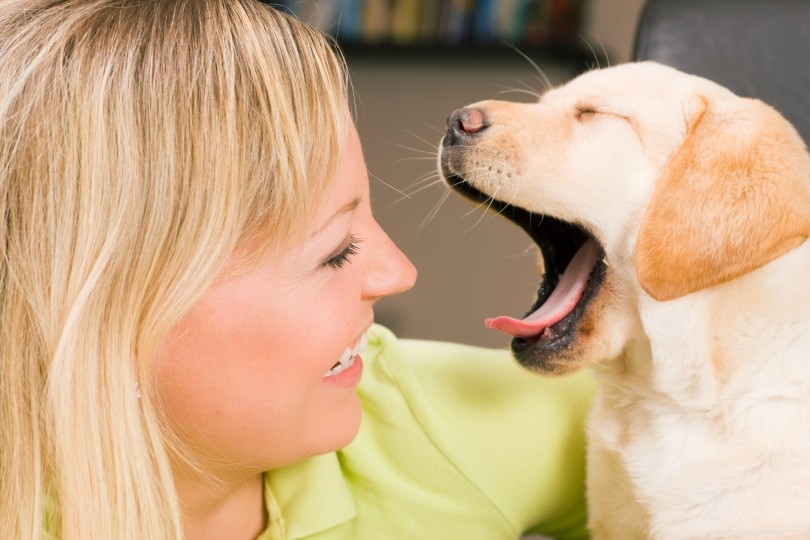 なぜ犬はあくびをするのですか？これが理由です！ 