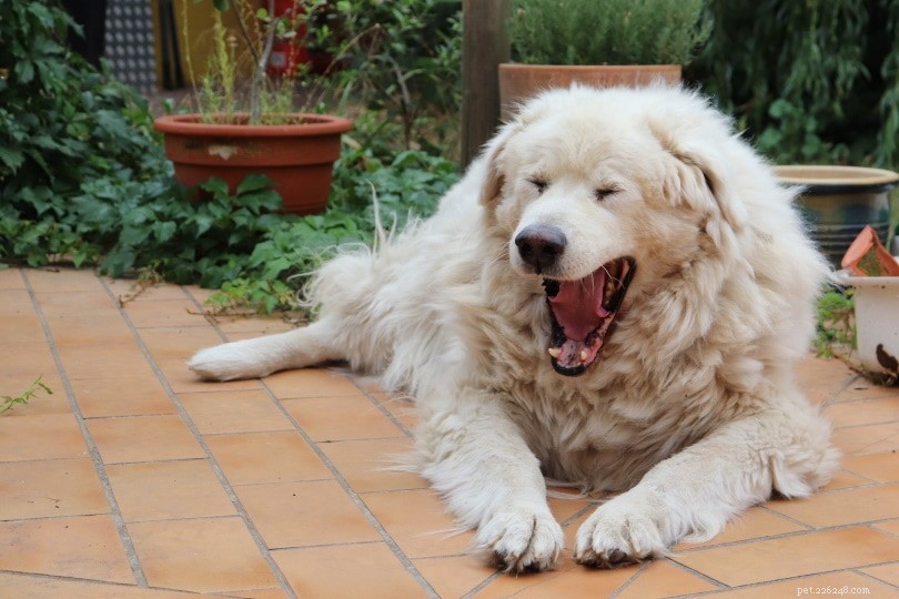 なぜ犬はあくびをするのですか？これが理由です！ 
