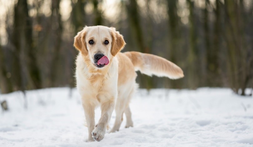 10 raisons :pourquoi les chiens se lèchent-ils le nez ?