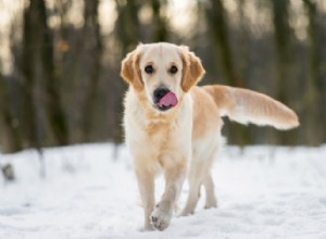 10가지 이유:개가 코를 핥는 이유는 무엇입니까?