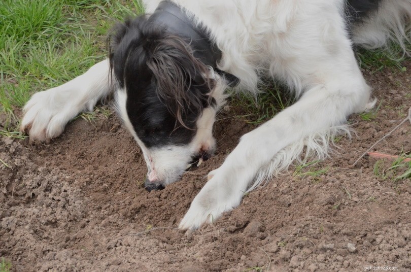 개는 왜 흙을 먹나요? 이 행동에 대한 6가지 일반적인 이유 