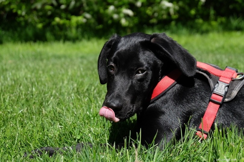 10 motivi:perché i cani si leccano il naso?