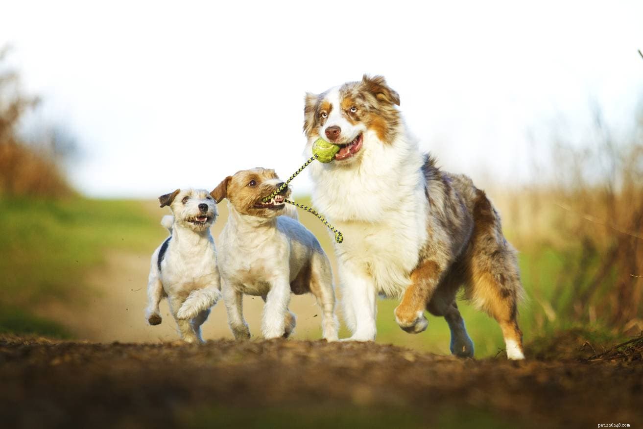Waarom eten honden vuil? 6 veelvoorkomende redenen voor dit gedrag
