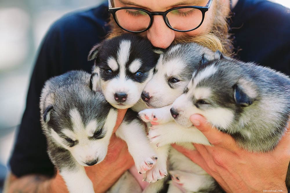 18 perguntas para fazer a um criador de cães