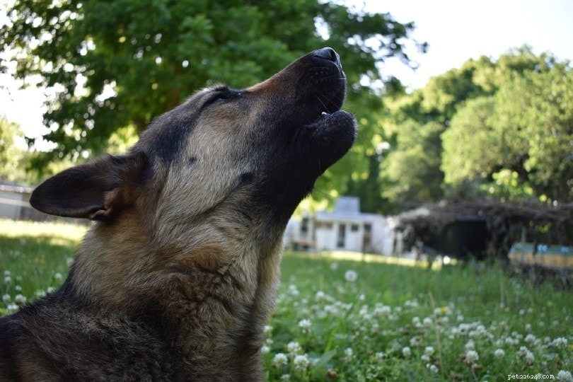 Por que os cães uivam para as sirenes? 3 razões para este comportamento
