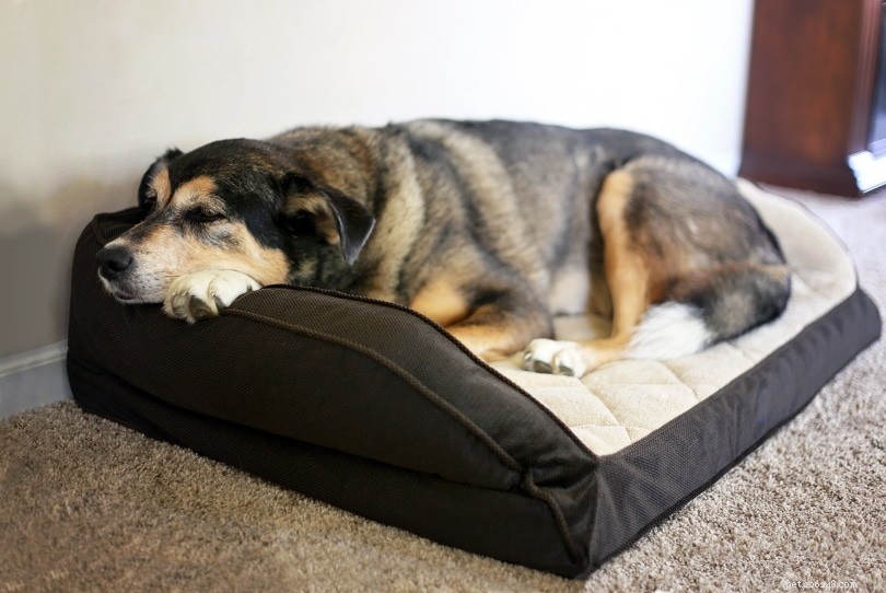 10 redenen waarom honden aan het tapijt likken (en hoe je het kunt stoppen)