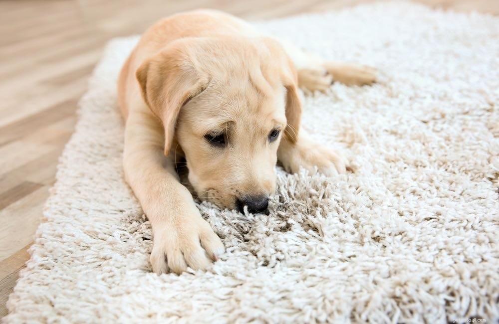 개가 카펫을 핥는 10가지 이유(및 중지 방법)