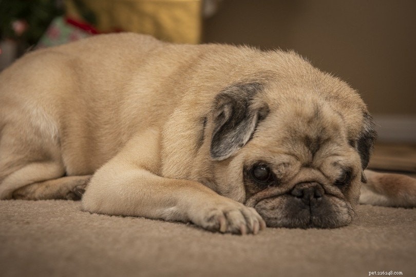 10 razões pelas quais  os cães lambem o tapete (e como pará-lo)