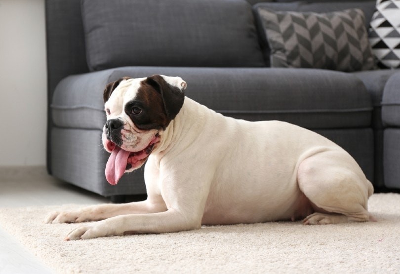 犬がカーペットをなめる10の理由（およびそれを止める方法） 