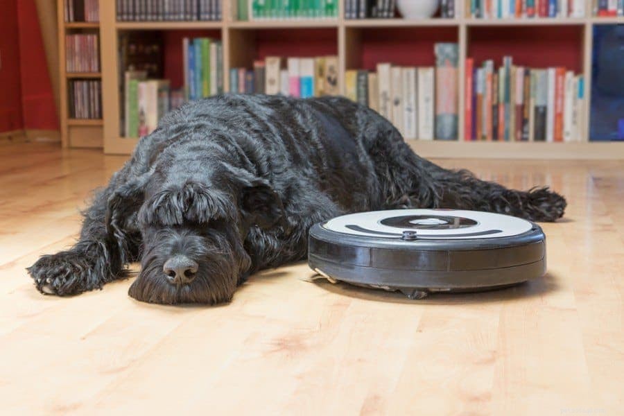 10 anledningar till att hundar slickar mattan (och hur man stoppar det)