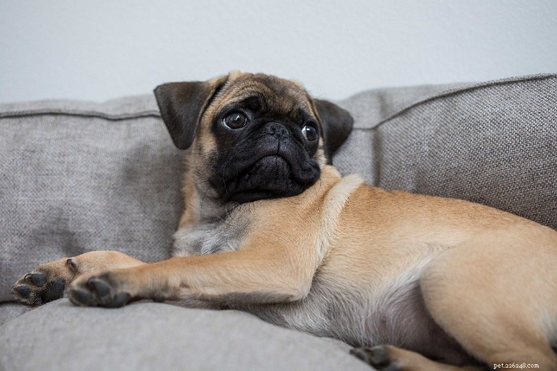 10 причин, по которым собаки лижут ковер (и как это остановить)