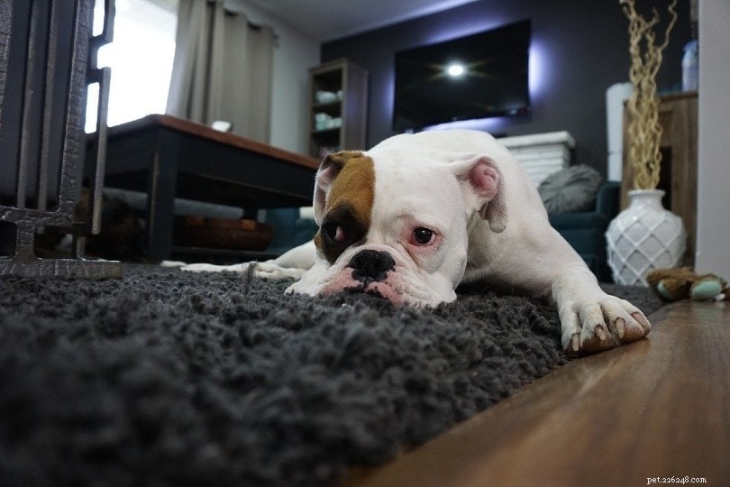 犬がカーペットをなめる10の理由（およびそれを止める方法） 