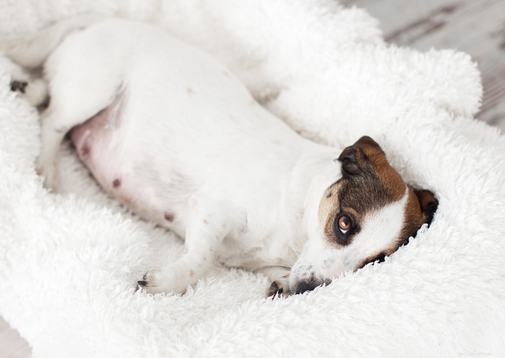 Когда вы чувствуете, как шевелятся щенки у беременной собаки?