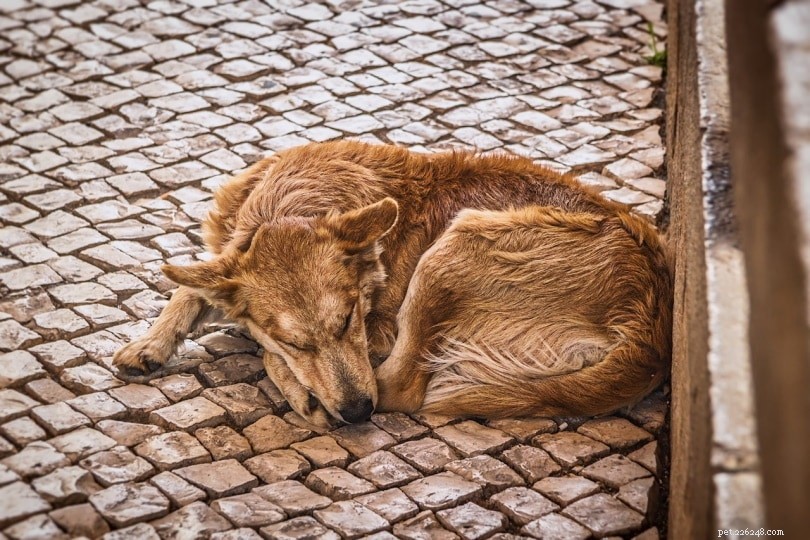 개가 웅크리고 자는 것을 좋아하는 이유는 무엇입니까? 여기에 답이 있습니다!