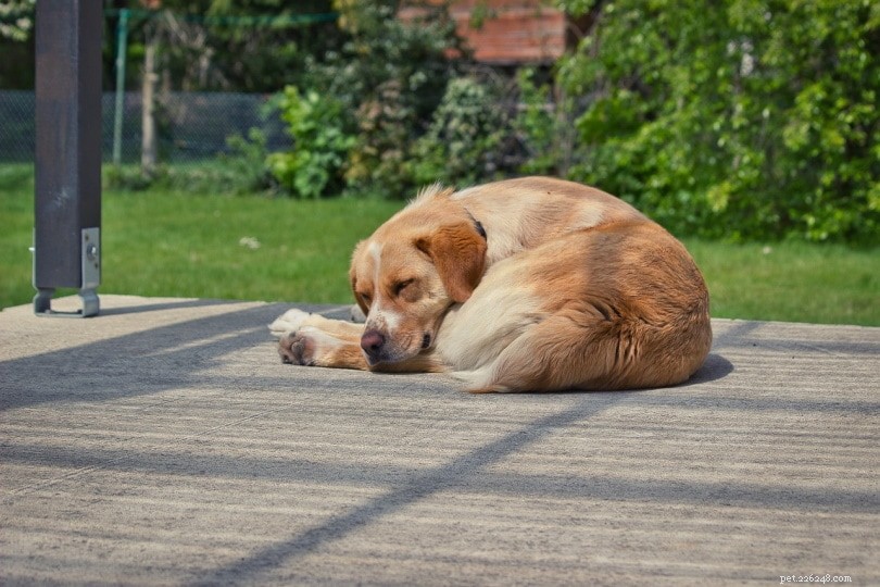 Perché ai cani piace dormire rannicchiati? Ecco la risposta!