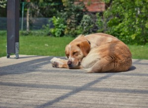 Por que os cães gostam de dormir enrolados? Aqui está a resposta!