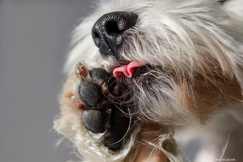 犬がすべてを舐める9つの理由（そして過度の舐めを止める方法） 