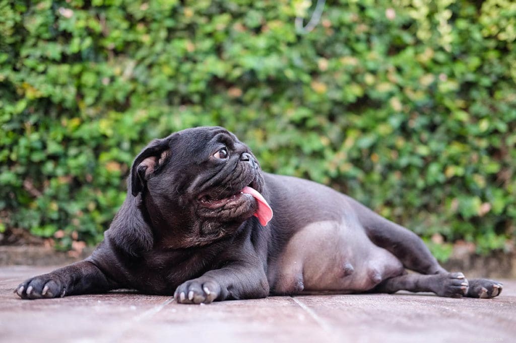 Поглощение щенков у собак:определение, причины и что нужно знать