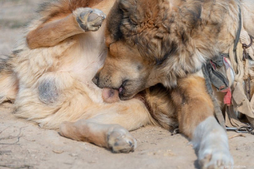 9 motivi per cui i cani leccano tutto (e come fermare le leccate eccessive)
