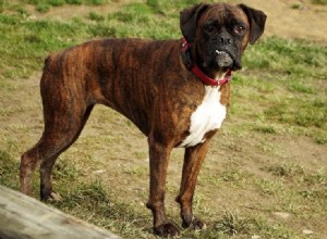 Raças e cores de cães boxer