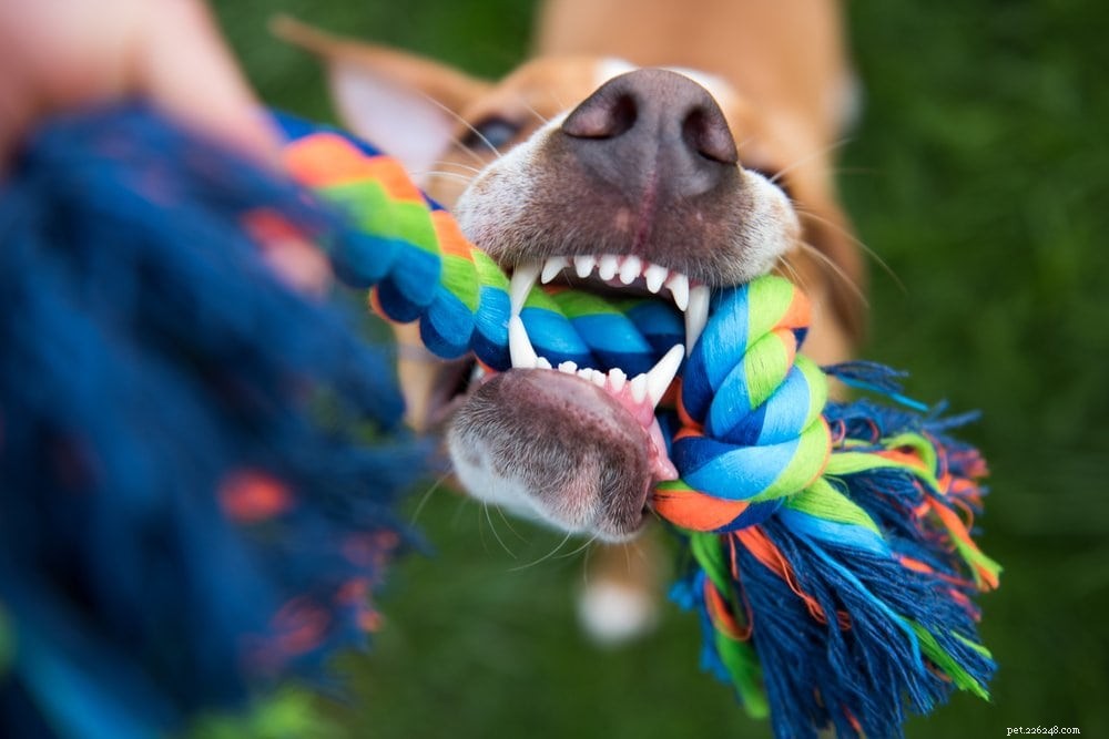 Waarom schudden honden met hun speelgoed? Redenen voor dit gedrag