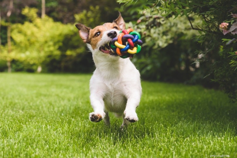 Perché i cani scuotono i loro giocattoli? Motivi di questo comportamento