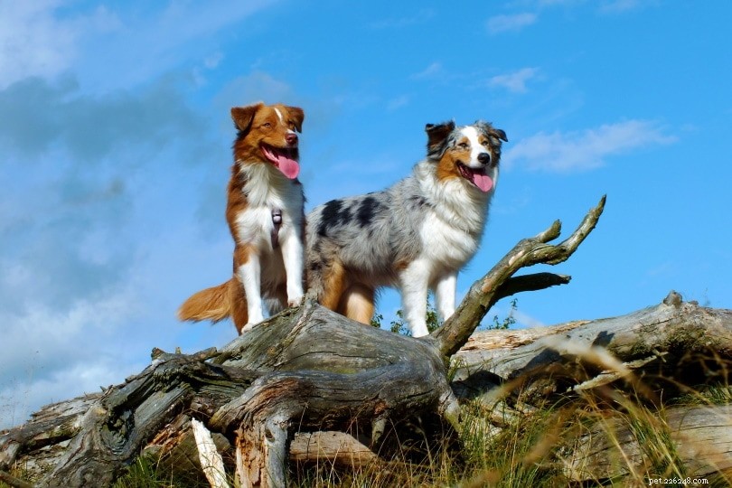 Avelsfar till dotterhundar:risker, etik, konsekvenser och vanliga frågor