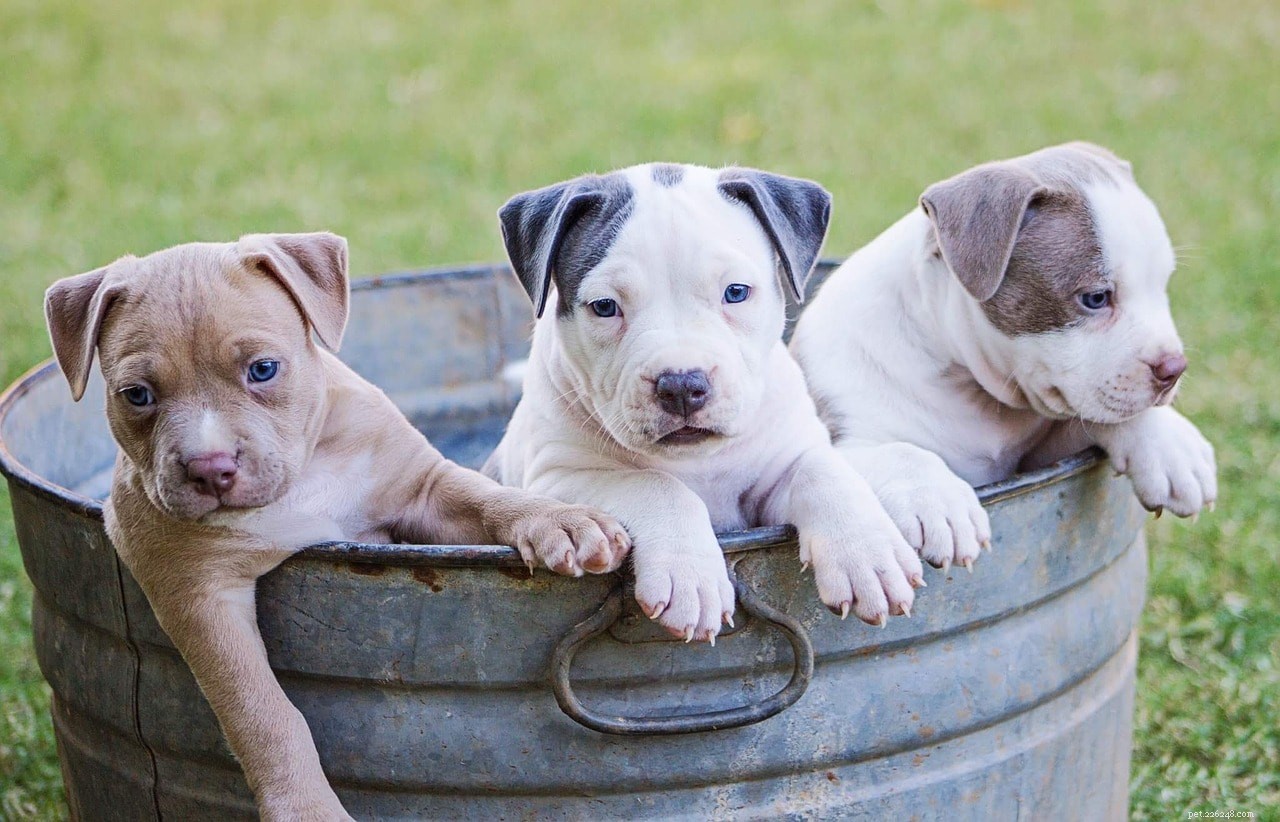 犬の繁殖権：犬とは何か、事務処理、警告 