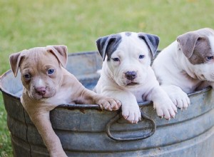 犬の繁殖権：犬とは何か、事務処理、警告 