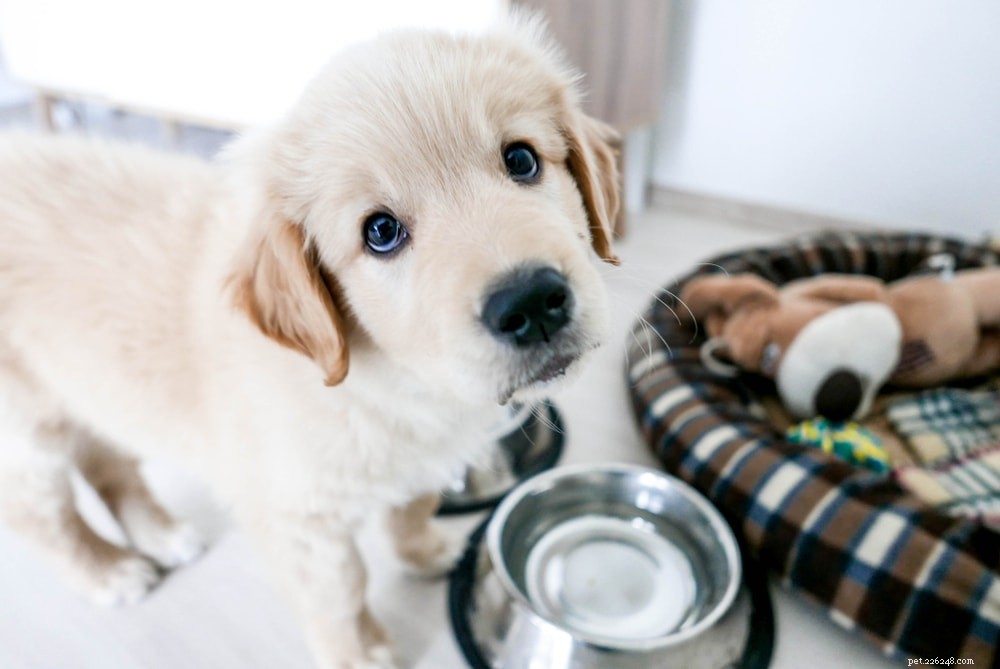 犬の繁殖権：犬とは何か、事務処理、警告 