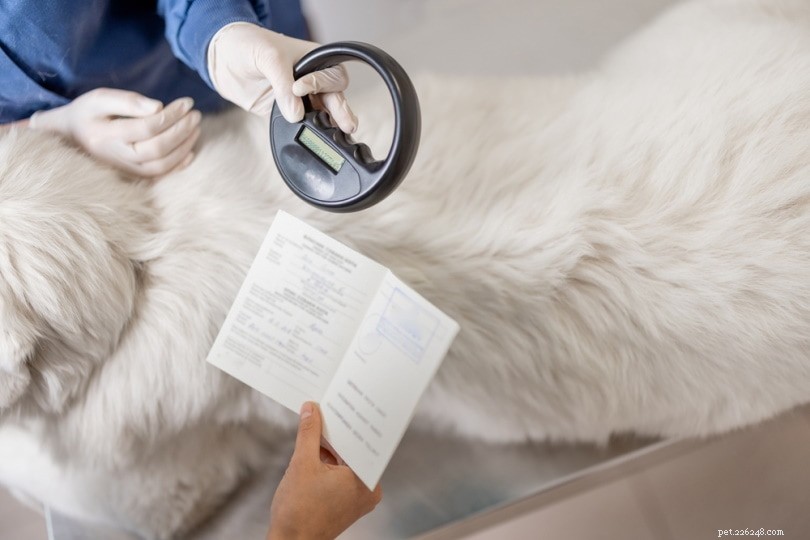 Droits de reproduction pour les chiens :ce qu ils sont, documents et avertissements