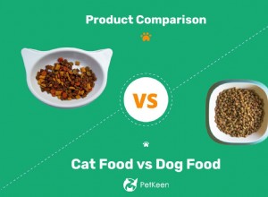 Comida de gato x comida de cachorro:quais são as diferenças?