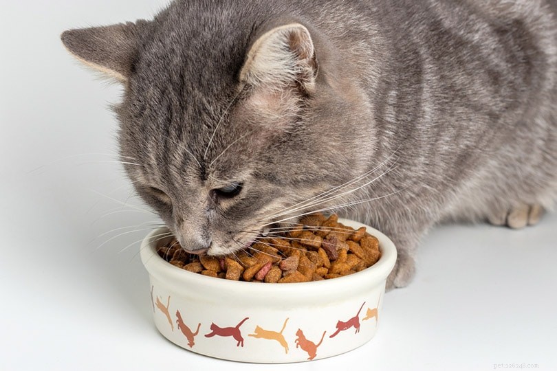 Cibo per gatti e cibo per cani:quali sono le differenze?