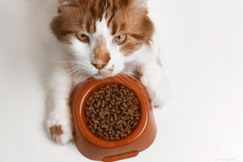 고양이 사료와 개 사료:차이점은 무엇입니까?