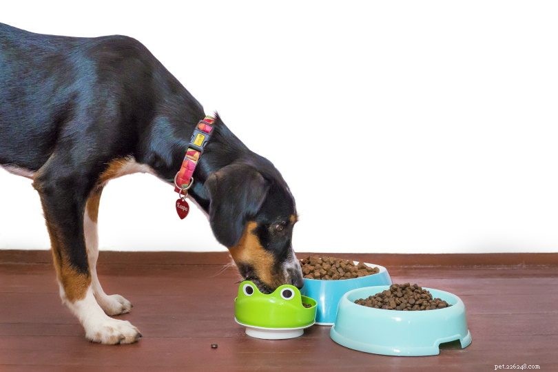 Nourriture pour chat et nourriture pour chien :quelles sont les différences ?