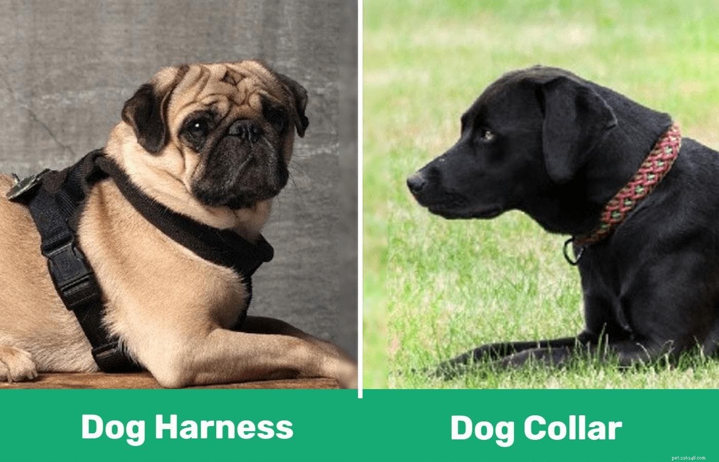 강아지 하네스와 칼라:강아지에게 어떤 것이 더 낫습니까? (장단점)
