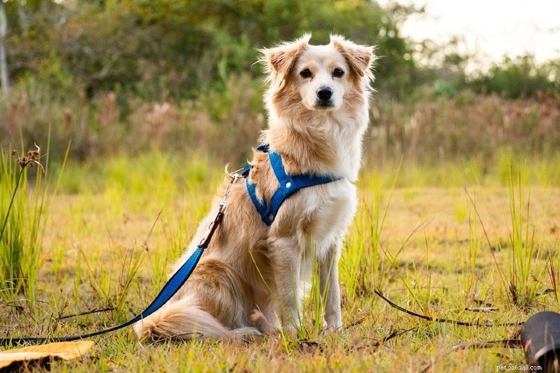 Hondentuig versus halsband:wat is beter voor uw hond? (Voor- en nadelen)