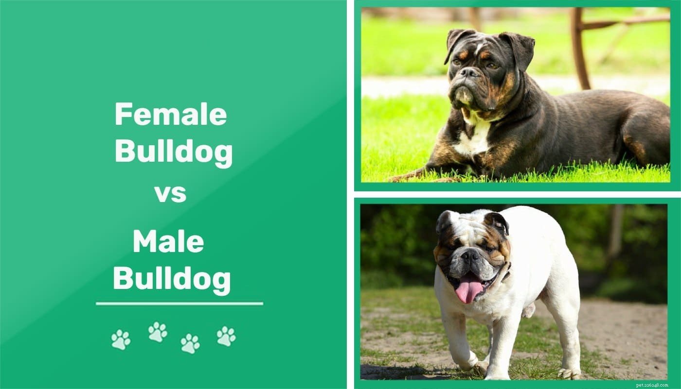 Man versus vrouwelijke Bulldog:wat zijn de verschillen?