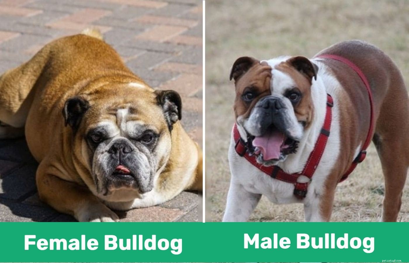 Man versus vrouwelijke Bulldog:wat zijn de verschillen?