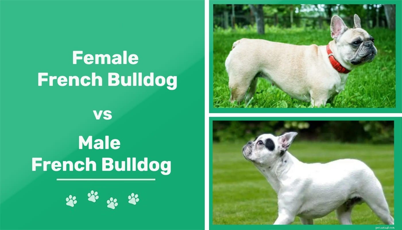 Man versus vrouwelijke Franse Bulldog:wat zijn de verschillen?