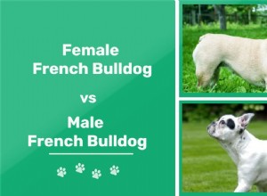 Bulldog francês macho x fêmea:quais são as diferenças?