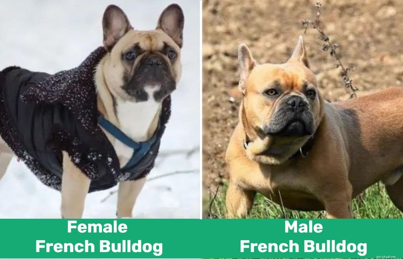 Man vs kvinnlig fransk bulldogg:Vad är skillnaderna?
